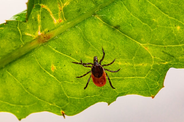 Tique maladie de Lyme